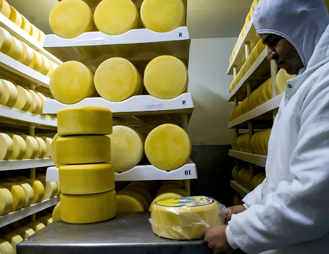 Addetto che confeziona formaggi nella cella di stagionatura