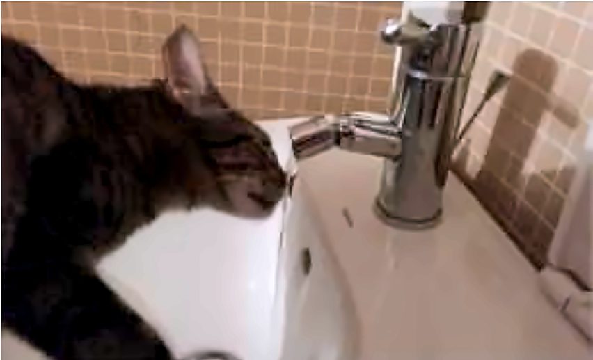 Gatto che beve dal rubinetto di un lavello, ripreso in una delle case visitate